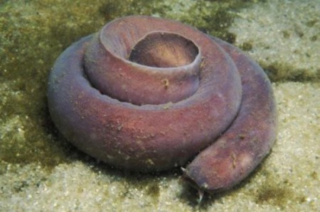 Hagfish